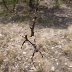 Trichonephila edulis (Golden orb weaver) at Symonston, ACT - 26 Feb 2019 by Christine