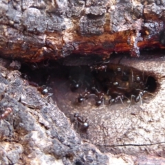 Papyrius nitidus (Shining Coconut Ant) at Symonston, ACT - 26 Feb 2019 by Christine