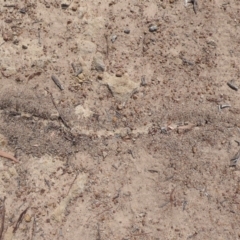 Papyrius nitidus at Symonston, ACT - 26 Feb 2019