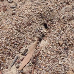 Papyrius nitidus at Symonston, ACT - suppressed