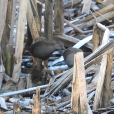 Zapornia tabuensis (Spotless Crake) at Jerrabomberra Wetlands - 8 Feb 2019 by Christine