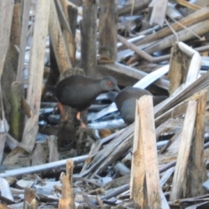 Zapornia tabuensis at Fyshwick, ACT - 9 Feb 2019