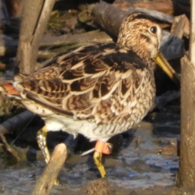 Gallinago hardwickii (Latham's Snipe) at Jerrabomberra Wetlands - 8 Feb 2019 by Christine