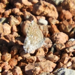 Theclinesthes serpentata (Saltbush Blue) at Fyshwick, ACT - 9 Feb 2019 by Christine