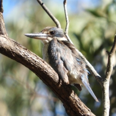 Todiramphus sanctus (Sacred Kingfisher) at Paddys River, ACT - 11 Feb 2019 by Christine