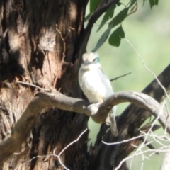 Todiramphus sanctus at Paddys River, ACT - 11 Feb 2019