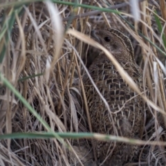 Synoicus ypsilophorus (Brown Quail) at Red Hill Nature Reserve - 27 Feb 2019 by Daniel12345