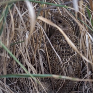 Synoicus ypsilophorus at Red Hill, ACT - 27 Feb 2019