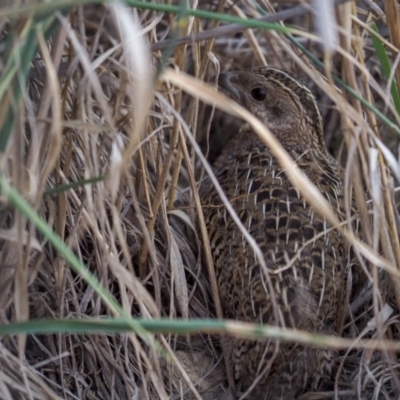 Synoicus ypsilophorus (Brown Quail) at Red Hill Nature Reserve - 27 Feb 2019 by Daniel12345