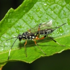 Stenarella victoriae (An ichneumon parasitic wasp) at ANBG - 27 Feb 2019 by TimL