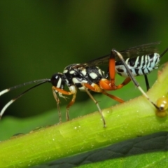 Xanthocryptus novozealandicus at Acton, ACT - 28 Feb 2019