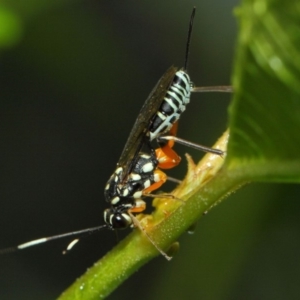 Stenarella victoriae at Acton, ACT - 28 Feb 2019