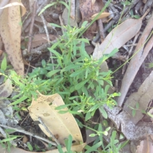 Hibbertia linearis at Jervis Bay, JBT - 7 Feb 2019 11:18 AM