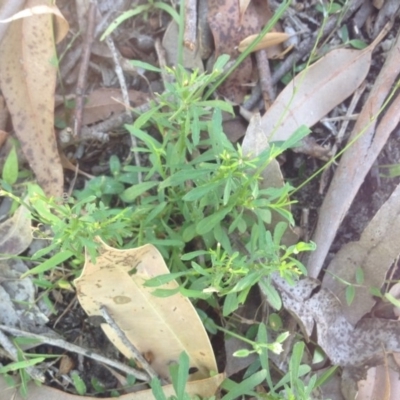 Hibbertia linearis at Jervis Bay, JBT - 7 Feb 2019 by MeenaS