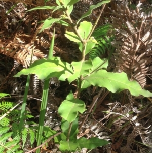 Notelaea sp. at Budgong, NSW - 8 Feb 2019 09:50 AM