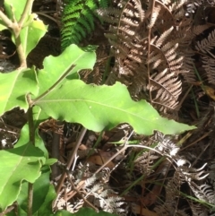 Notelaea sp. at Budgong, NSW - 8 Feb 2019 09:50 AM