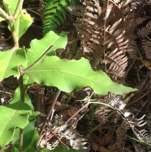 Notelaea sp. at Budgong, NSW - 8 Feb 2019 09:50 AM