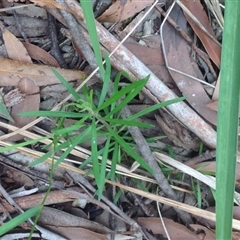 Unverified Plant at Booderee National Park1 - 4 Feb 2019 by MeenaS