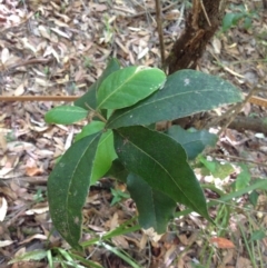 Notelaea sp. (Mock Olive) at Jervis Bay, JBT - 10 Feb 2019 by MeenaS