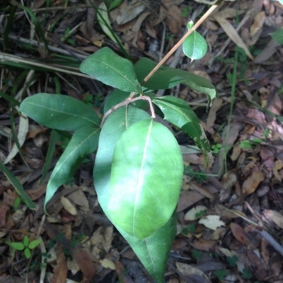Notelaea sp. (Mock Olive) at Booderee National Park - 10 Feb 2019 by MeenaS
