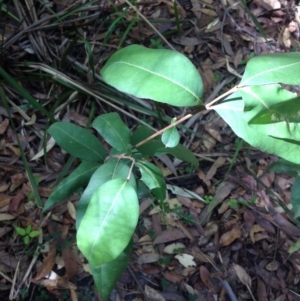 Notelaea sp. at Jervis Bay, JBT - 11 Feb 2019