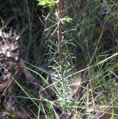 Unverified Daisy at Jervis Bay, JBT - 13 Feb 2019 by MeenaS