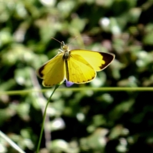 Eurema smilax at Wombeyan Caves, NSW - 28 Feb 2019