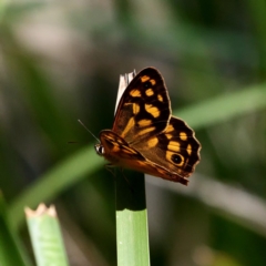 Heteronympha paradelpha (Spotted Brown) at Wombeyan Caves, NSW - 28 Feb 2019 by DPRees125