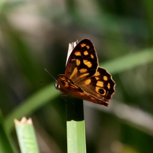 Heteronympha paradelpha at Wombeyan Caves, NSW - 28 Feb 2019 04:01 PM