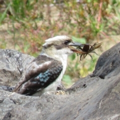 Dacelo novaeguineae (Laughing Kookaburra) at Uriarra Recreation Reserve - 28 Feb 2019 by KumikoCallaway