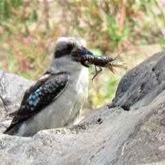 Dacelo novaeguineae at Coree, ACT - 28 Feb 2019