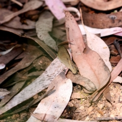 Hypocysta metirius (Brown Ringlet) at Wombeyan Karst Conservation Reserve - 28 Feb 2019 by DPRees125