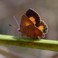 Paralucia aurifera (Bright Copper) at Wombeyan Karst Conservation Reserve - 28 Feb 2019 by DPRees125