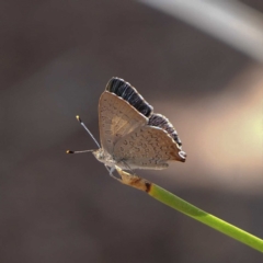 Paralucia aurifera at Wombeyan Caves, NSW - 28 Feb 2019 03:45 PM