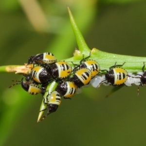 Commius elegans at Hackett, ACT - 26 Feb 2019 01:34 PM