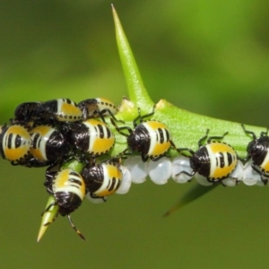 Commius elegans at Hackett, ACT - 26 Feb 2019