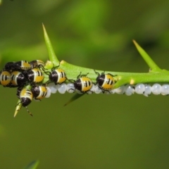 Commius elegans at Hackett, ACT - 26 Feb 2019 01:34 PM