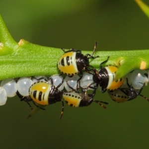 Commius elegans at Hackett, ACT - 26 Feb 2019 01:34 PM