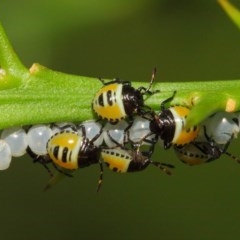 Commius elegans at Hackett, ACT - 26 Feb 2019