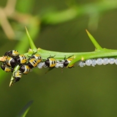 Commius elegans at Hackett, ACT - 26 Feb 2019 01:34 PM