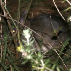 Perameles nasuta (Long-nosed Bandicoot) at Rosedale, NSW - 25 Feb 2019 by jb2602