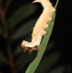 Neola semiaurata (Wattle Notodontid Moth) at Guerilla Bay, NSW - 26 Feb 2019 by jb2602