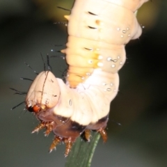 Neola semiaurata at Guerilla Bay, NSW - 26 Feb 2019 08:58 PM
