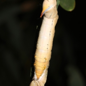 Neola semiaurata at Guerilla Bay, NSW - 26 Feb 2019 08:58 PM