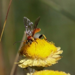 Ichneumonidae (family) (Unidentified ichneumon wasp) at Paddys River, ACT - 25 Feb 2019 by DPRees125