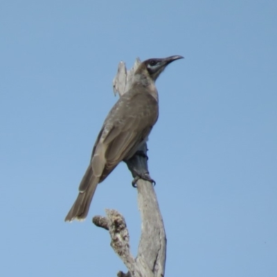 Philemon citreogularis (Little Friarbird) at Uriarra Recreation Reserve - 27 Feb 2019 by KumikoCallaway
