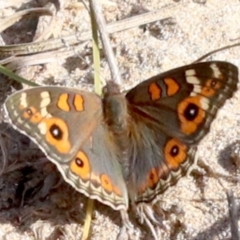 Junonia villida (Meadow Argus) at Rosedale, NSW - 25 Feb 2019 by jbromilow50