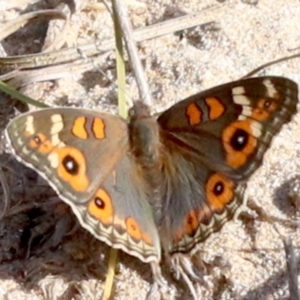 Junonia villida at Rosedale, NSW - 25 Feb 2019