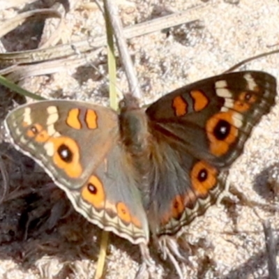 Junonia villida (Meadow Argus) at Rosedale, NSW - 25 Feb 2019 by jb2602