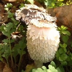 Coprinus comatus (Shaggy Ink Cap) at Curtin, ACT - 9 Jun 2017 by arjay
